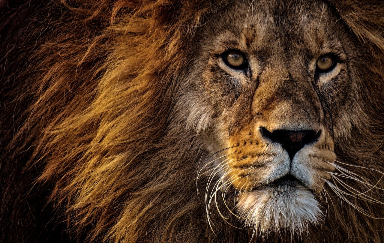 Close-up Photo of Lion's Head