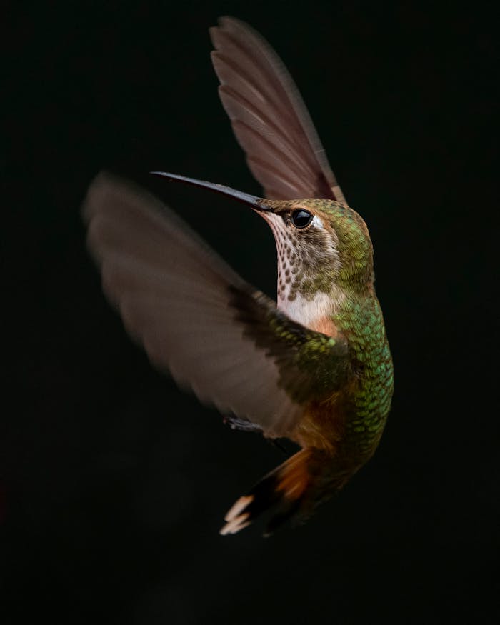 Green And Brown Hummingbird